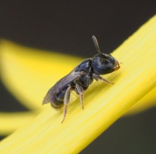 Lasioglossum sp.